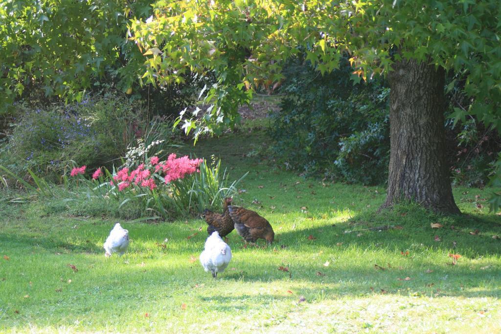 Strathmore Farm B&B Mirboo North Buitenkant foto